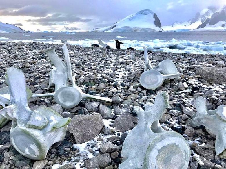 MICROPLASTICS IN ANTARCTICA